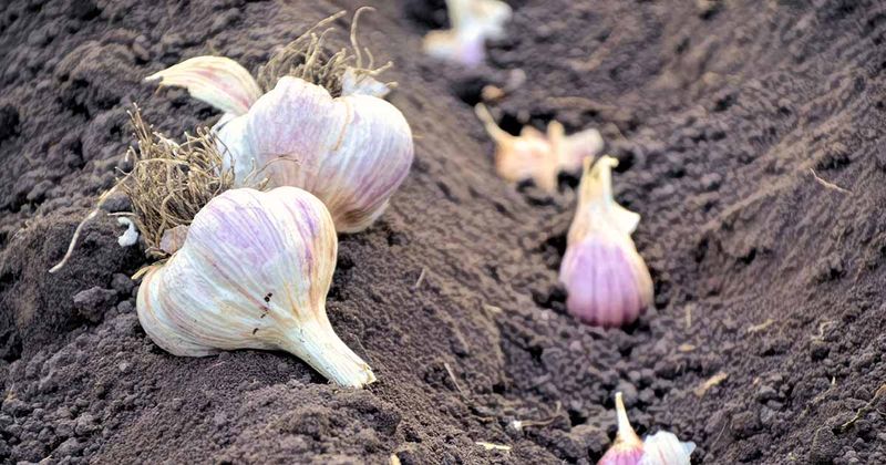 Save Your Best Bulbs for Planting