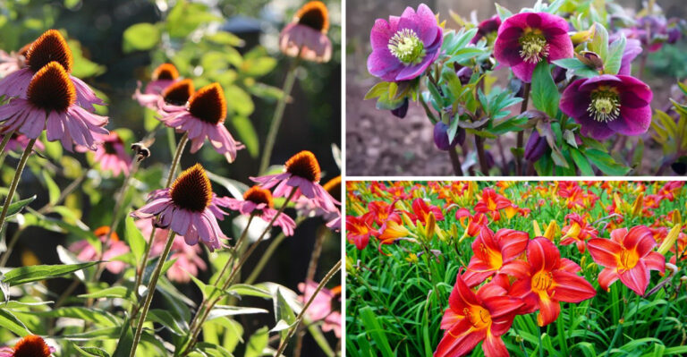 Breaking: These 17 Perennials Survive Climate Change Better Than Most