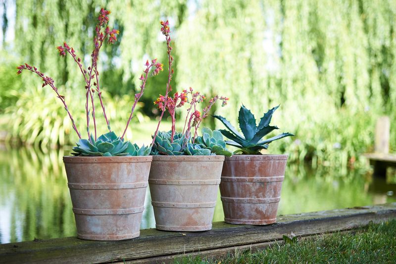 Natural Aging Process