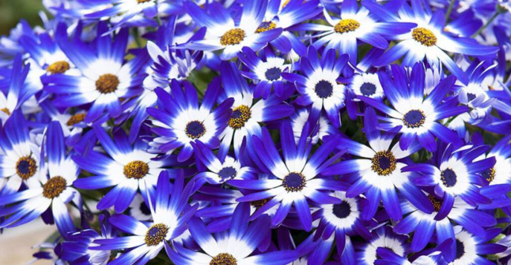 Bring Calm to the Garden with 12 Beautiful Annual Blue Flowers