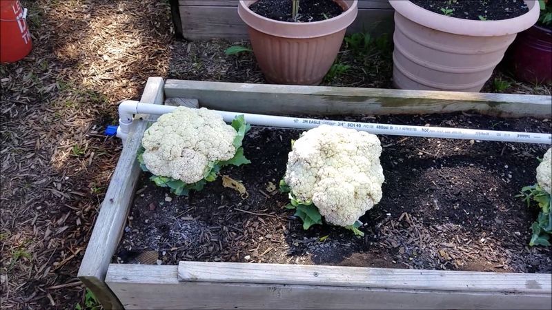 Cauliflower
