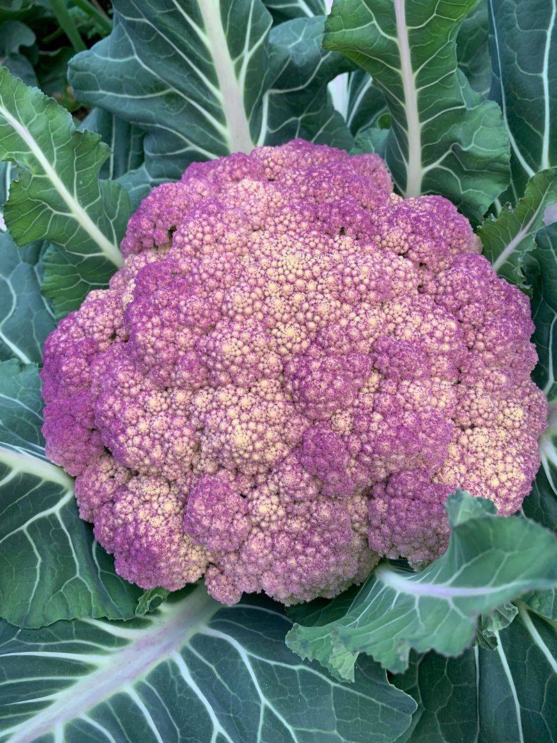 Cauliflower