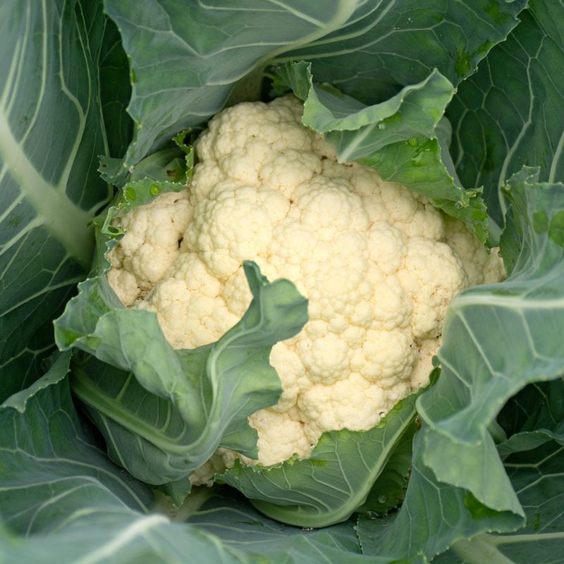 Cauliflower