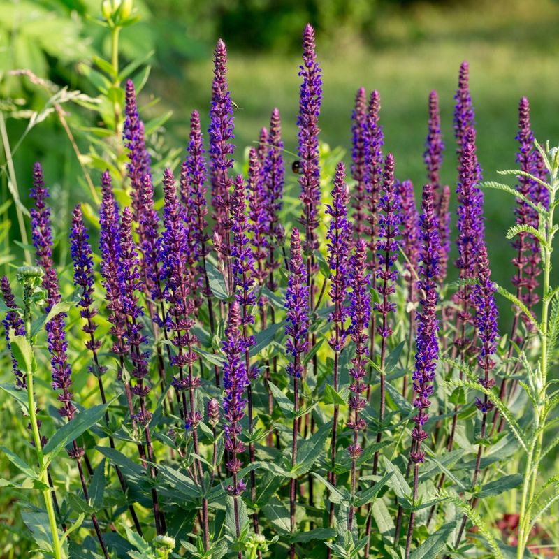 Caradonna Salvia (Salvia nemorosa) - Purple Spike Sensation