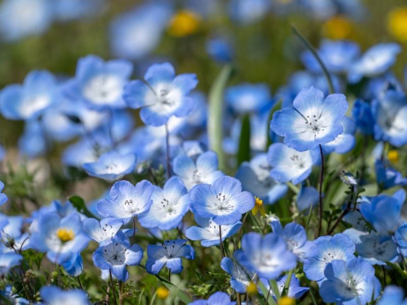 Nemophila (Baby Blue Eyes) – Fades in summer heat.