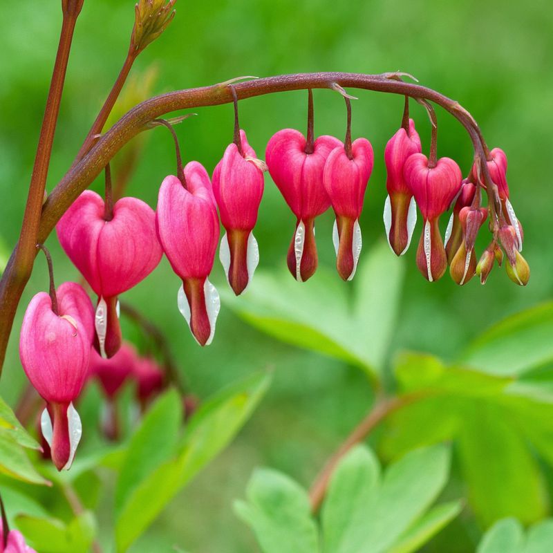 Bleeding Heart (Dicentra spectabilis)
