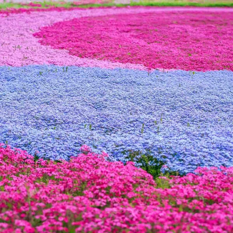Phlox