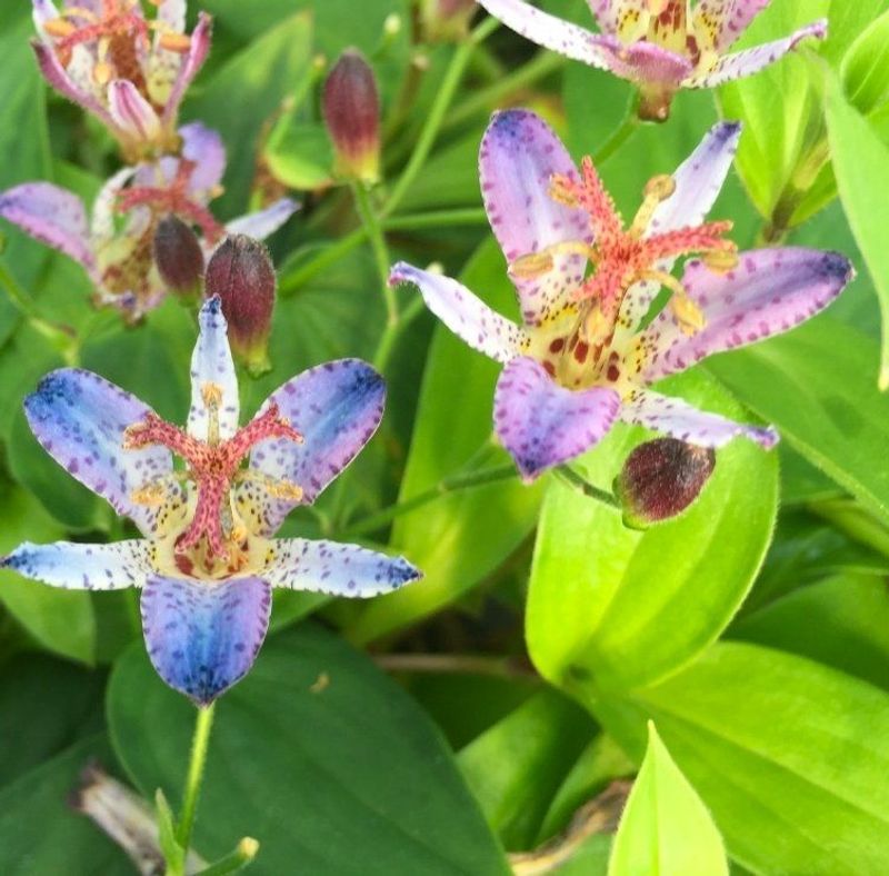 Toad Lily