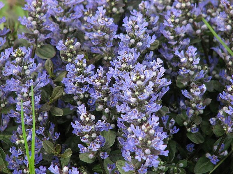 Ajuga