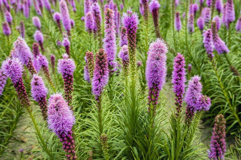 Liatris (Blazing Star)