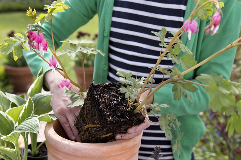 Bleeding Heart (Dicentra)
