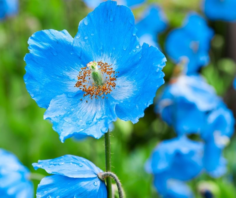Himalayan Blue Poppy (Meconopsis) – Striking but needs cool climates (zones 5-7).
