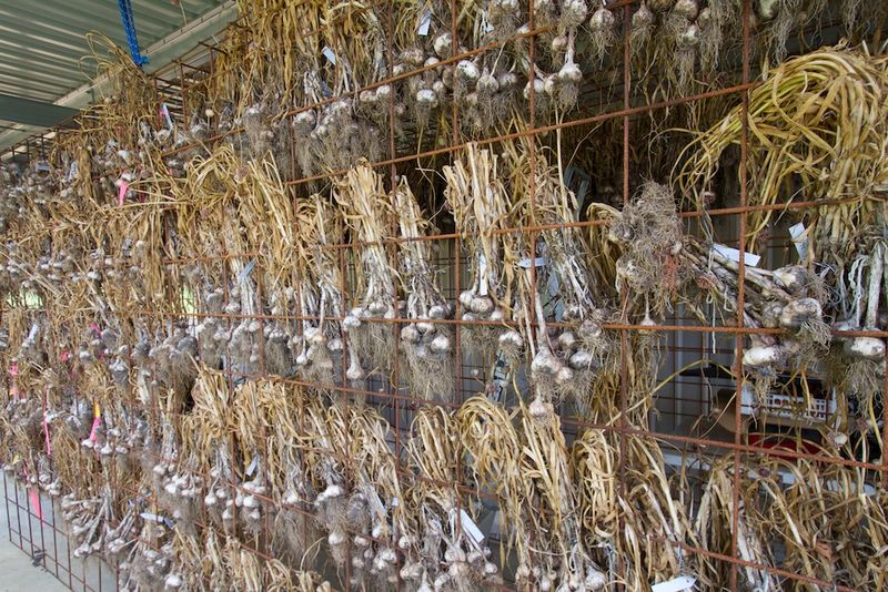 Cure in a Warm, Airy Spot