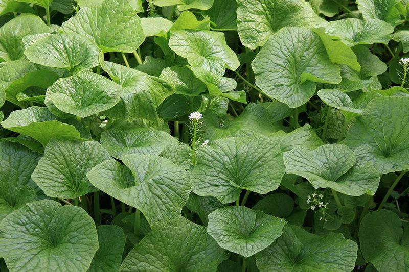 Wasabi (Eutrema japonicum)