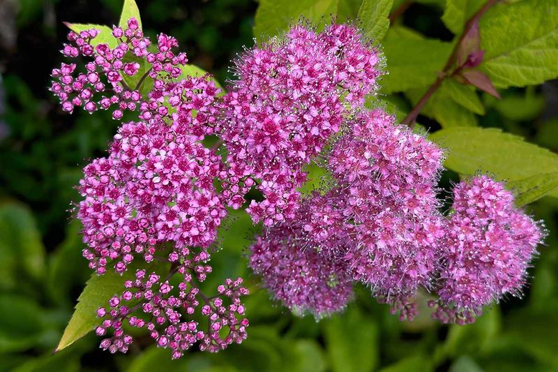Spirea