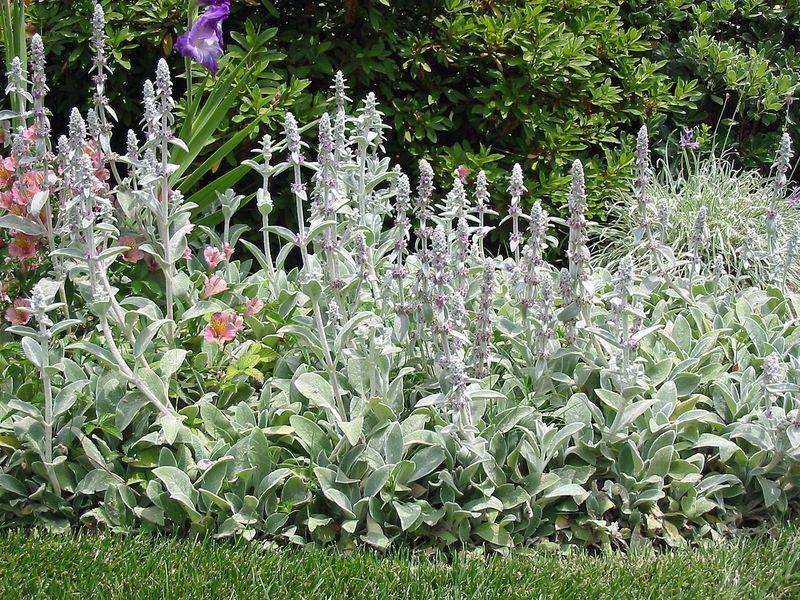 Lamb's Ear
