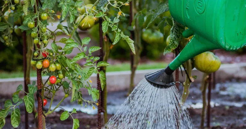 Water Consistently to Prevent Fruit Problems