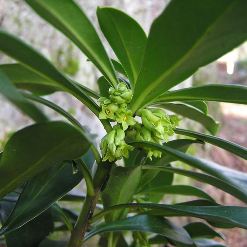 Spurge Laurel