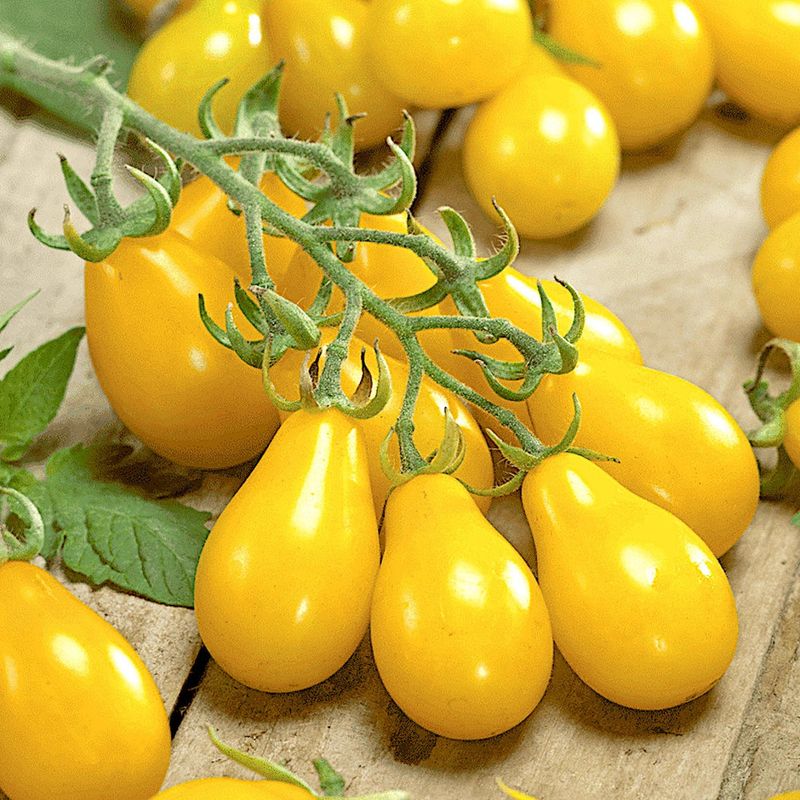 Yellow Pear Tomato