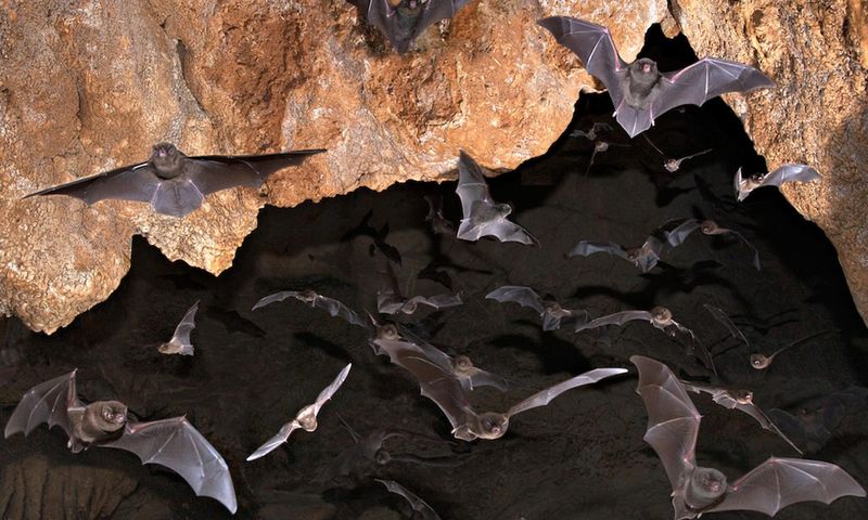 Bats