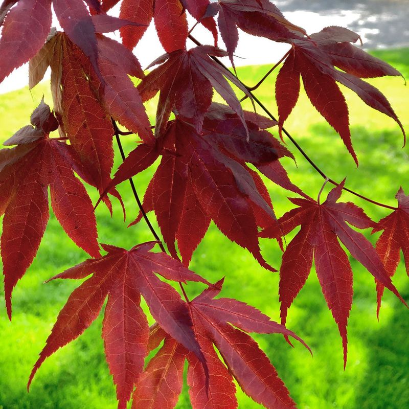 Japanese Maple Acer Palmatum