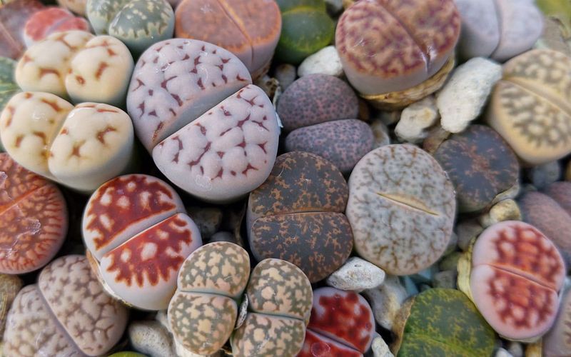 Lithops