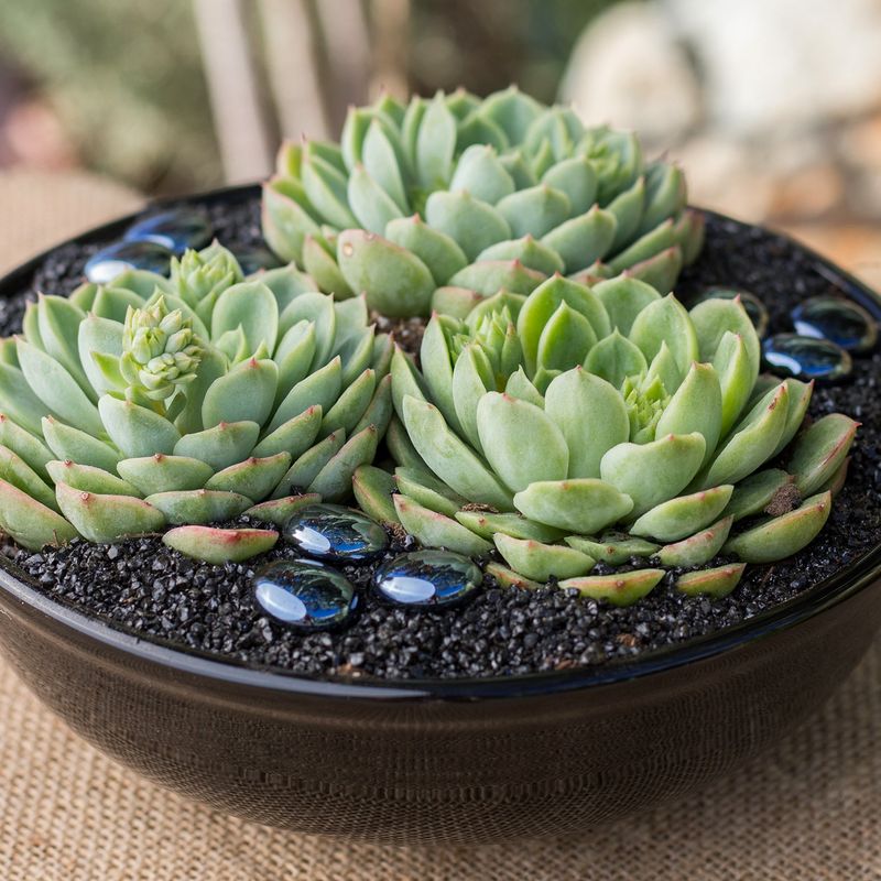 Echeveria (Echeveria spp.)
