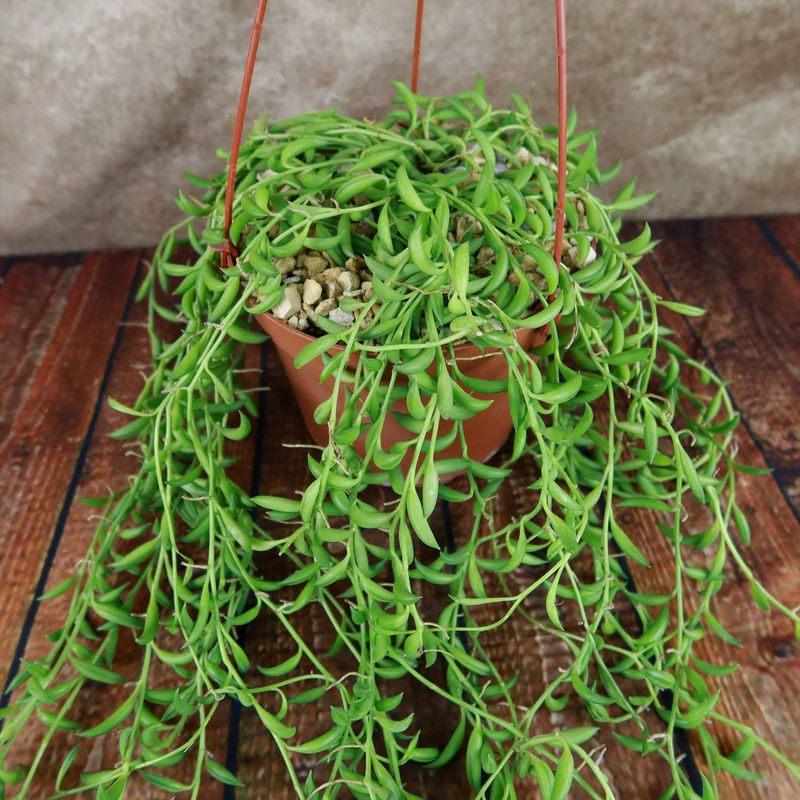 String of Bananas (Senecio radicans) – The 