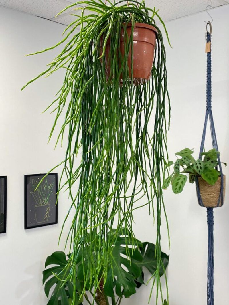 Rhipsalis (Rhipsalis spp.)