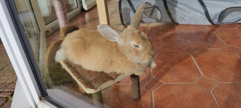 Sunbathing Enthusiast