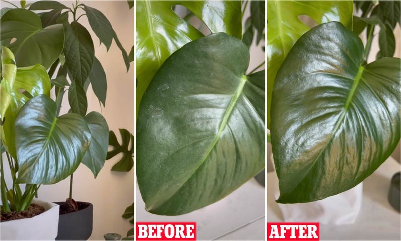 Milk as a Leaf Shiner