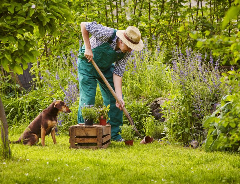 Dogs: Your Gardening Partner With Empathy