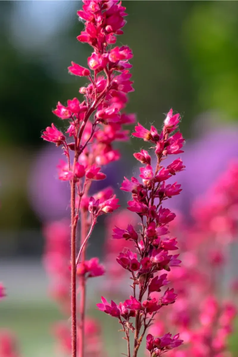 Coral Bells