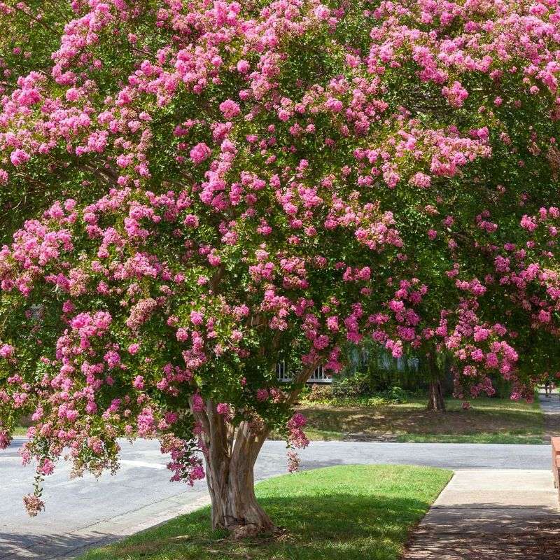 Crape Myrtle