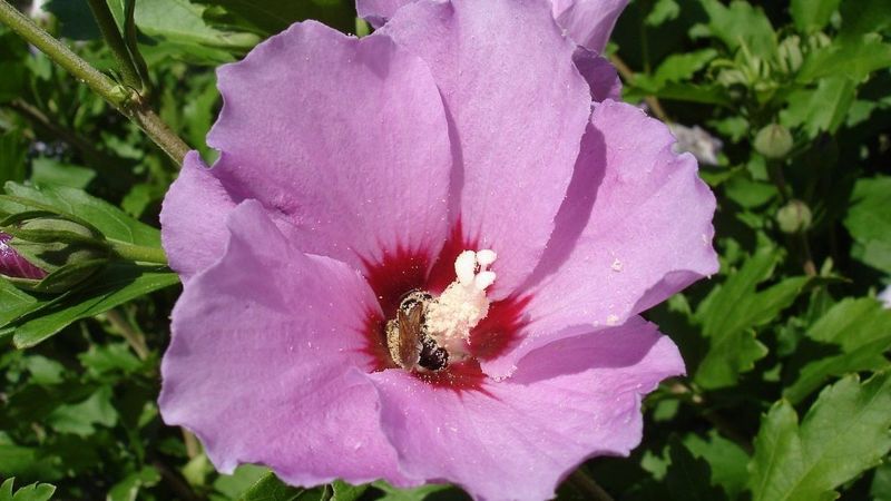Rose of Sharon