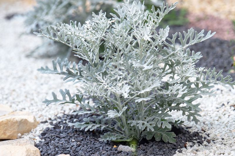 Dusty Miller