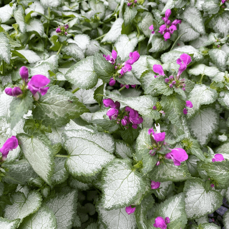Lamium (Lamium maculatum 'Purple Dragon')