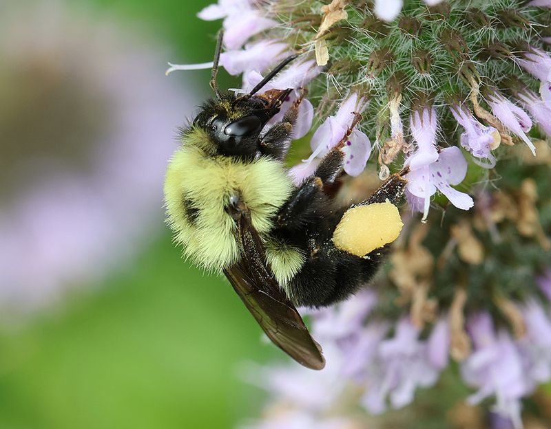 Pollinator's Paradise
