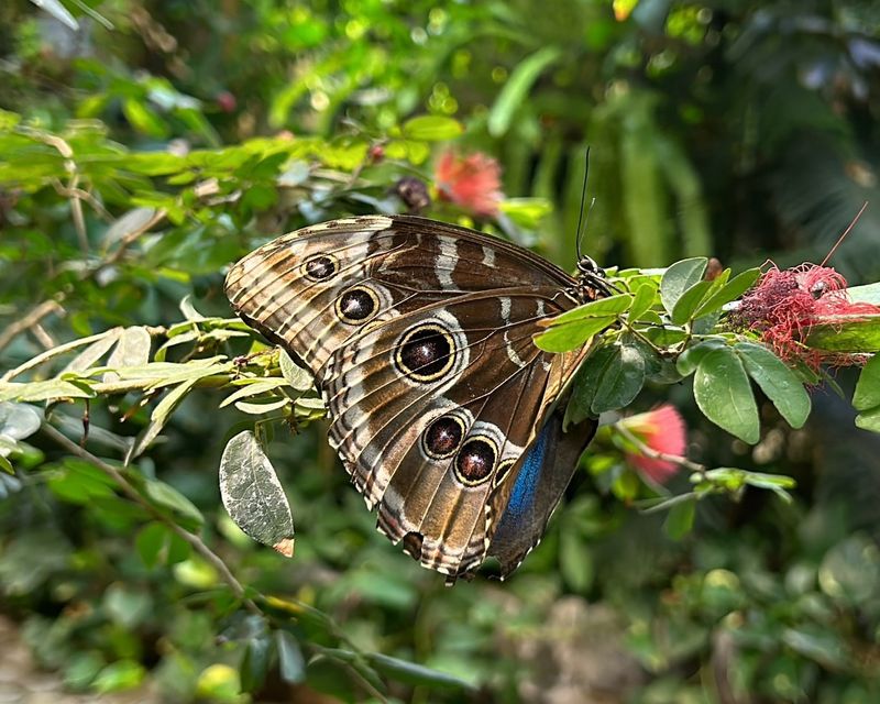 Mystical Butterfly Glen