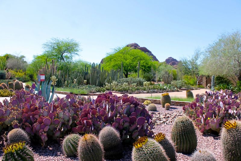 Desert Bloom Butterfly Park