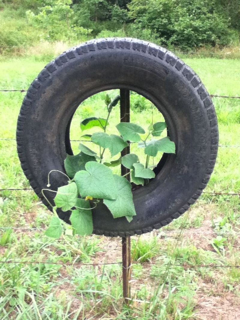 Cucumber in a Tire