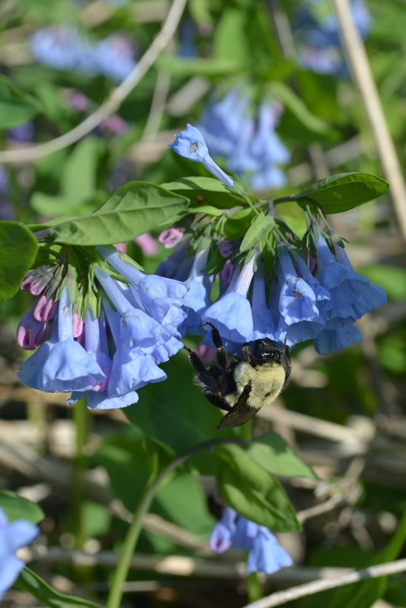 Virginia Bluebells (Mertensia virginica)