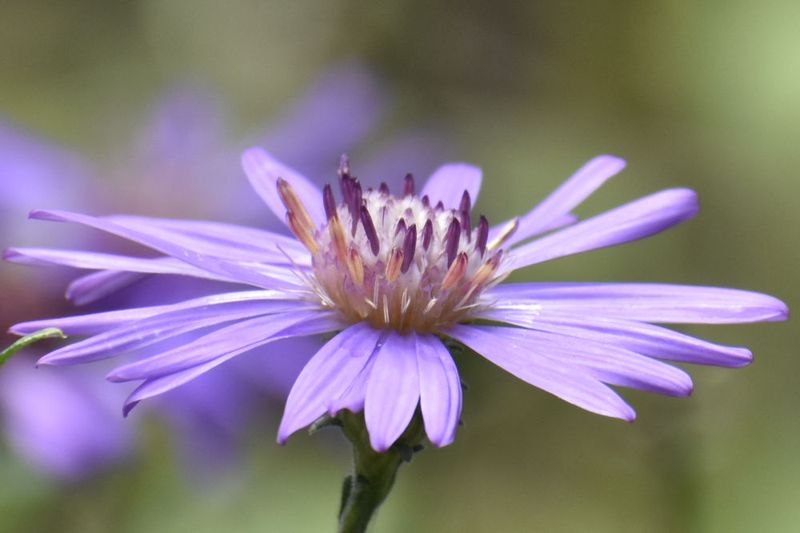 Georgia Aster