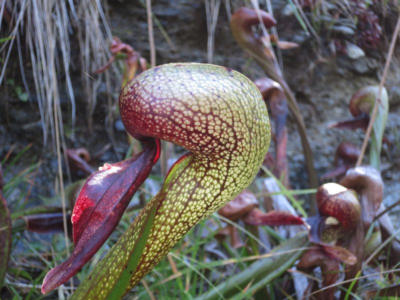 Cobra Lily (Darlingtonia californica)