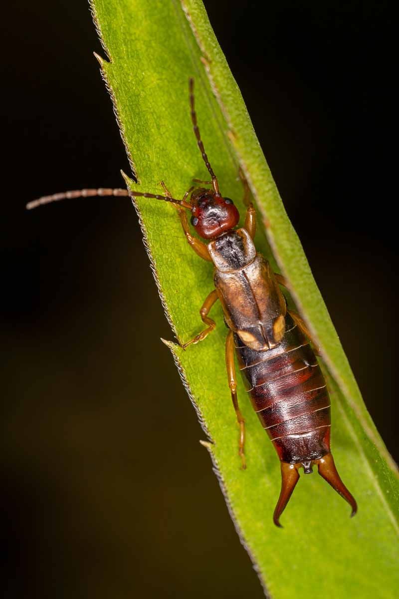 Earwigs