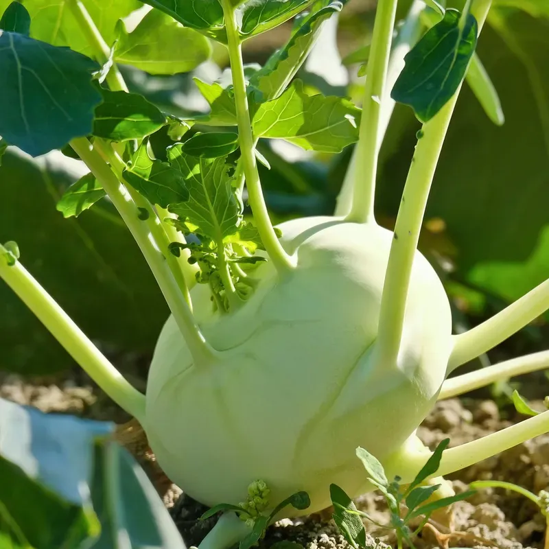 Kohlrabi