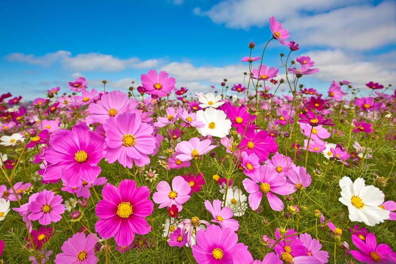 Cosmos - Delicate Beauties with Iron Constitutions