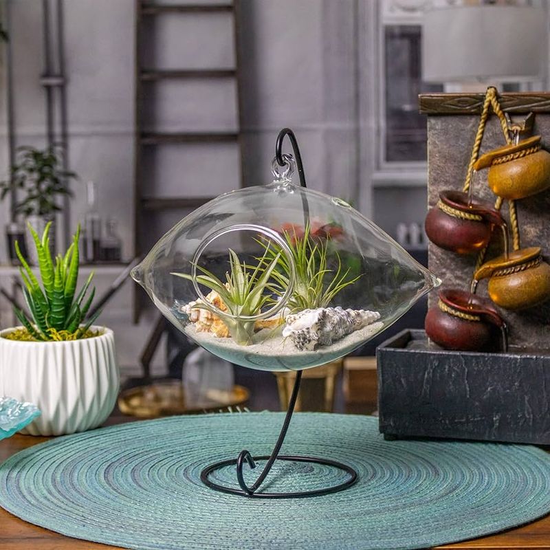 Air Plants - The Soil-Free Wonders
