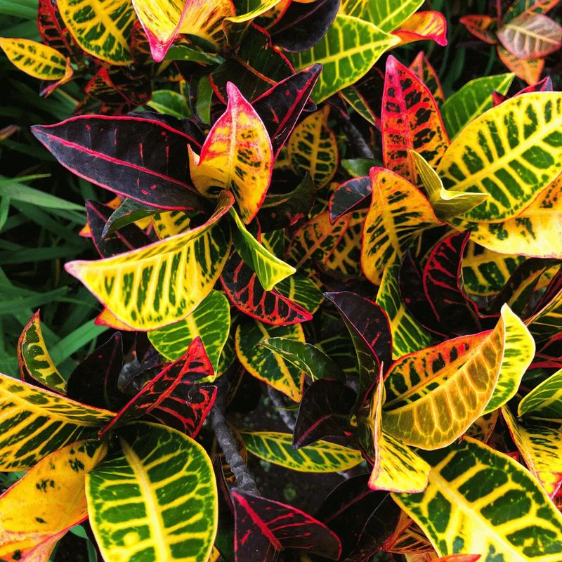 Croton (Codiaeum variegatum)