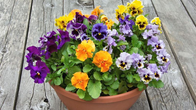 Viola & Pansies
